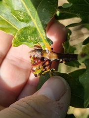 Andricus grossulariae