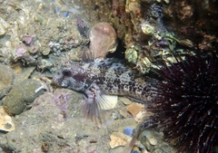 Parablennius pilicornis