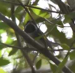 Vermivora chrysoptera