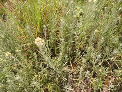 Helichrysum luteoalbum image