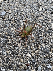 Barbitistes serricauda