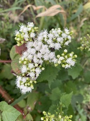 Ageratina