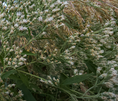 Eupatorium serotinum