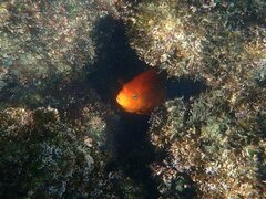 Hypsypops rubicundus