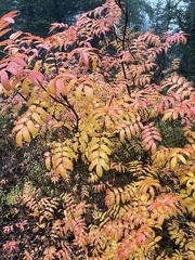 Sorbus