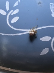 Araniella