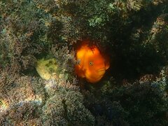 Hypsypops rubicundus