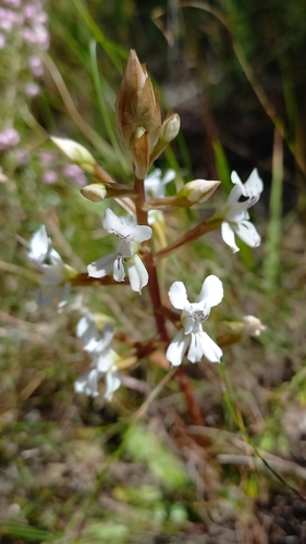 Image of Disa sagittalis by (c) Ian Webb, some rights reserved (CC BY)