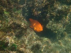 Hypsypops rubicundus