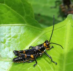 Chromacris psittacus