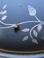 Araniella
