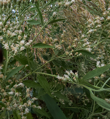 Eupatorium serotinum