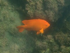 Hypsypops rubicundus