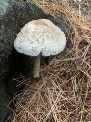 Chlorophyllum molybdites