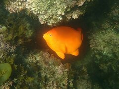 Hypsypops rubicundus