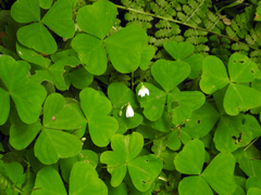 Oxalis trilliifolia