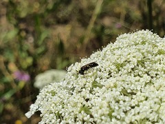 Hylaeus