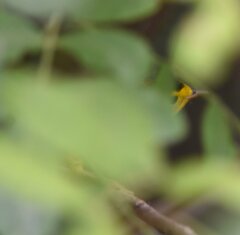 Cardellina pusilla