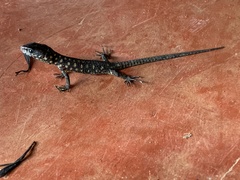 Lepidophyma flavimaculatum