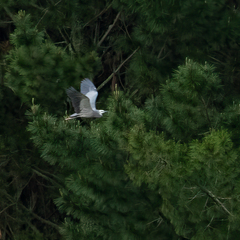 Egretta novaehollandiae novaehollandiae
