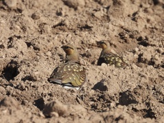 Pterocles alchata