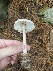 Chlorophyllum molybdites