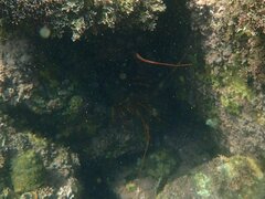 Panulirus interruptus