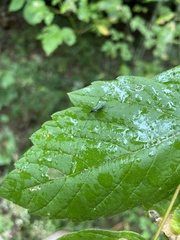 Gnophomyia tristissima