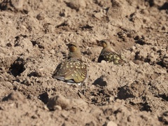 Pterocles alchata
