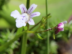 Nemesia diffusa