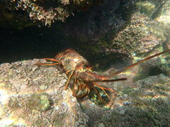 Panulirus interruptus