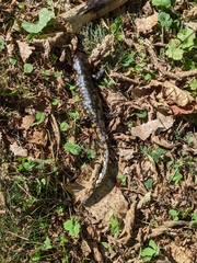 Ambystoma tigrinum