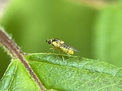 Thaumatomyia glabra
