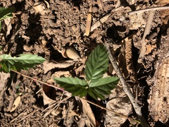 Rubus trivialis