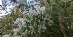 Eupatorium serotinum
