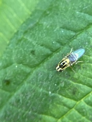 Thaumatomyia glabra