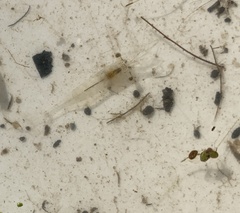 Palaemon kadiakensis