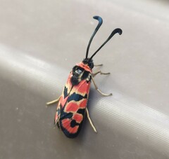 Zygaena fausta