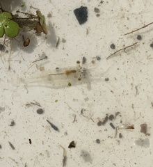 Palaemon kadiakensis