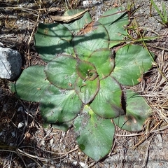 Hermas ciliata