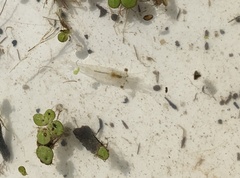 Palaemon kadiakensis