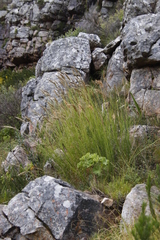 Pseudopentameris macrantha