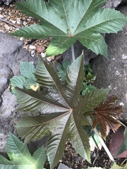 Ricinus communis