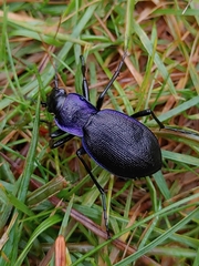 Carabus problematicus