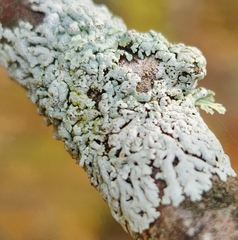 Physcia dubia