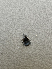 Alcaeorrhynchus grandis