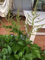 Astilbe
