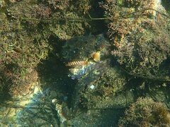 Octopus bimaculoides