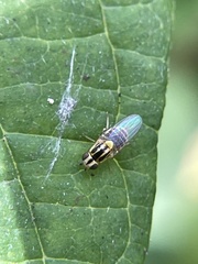 Thaumatomyia glabra