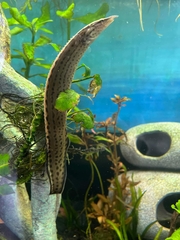 Mastacembelus tinwini